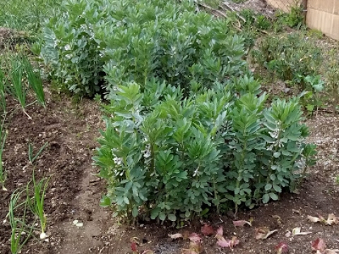 Plantação de favas.